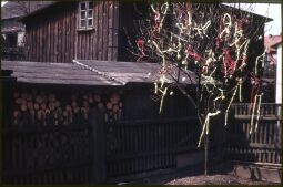 Bild: Osterbaum in Schirgiswalde 1965