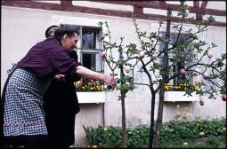 Bild: Schmücken eines Osterbaums