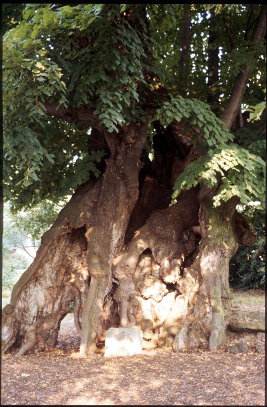 Friedhofslinde in Collm