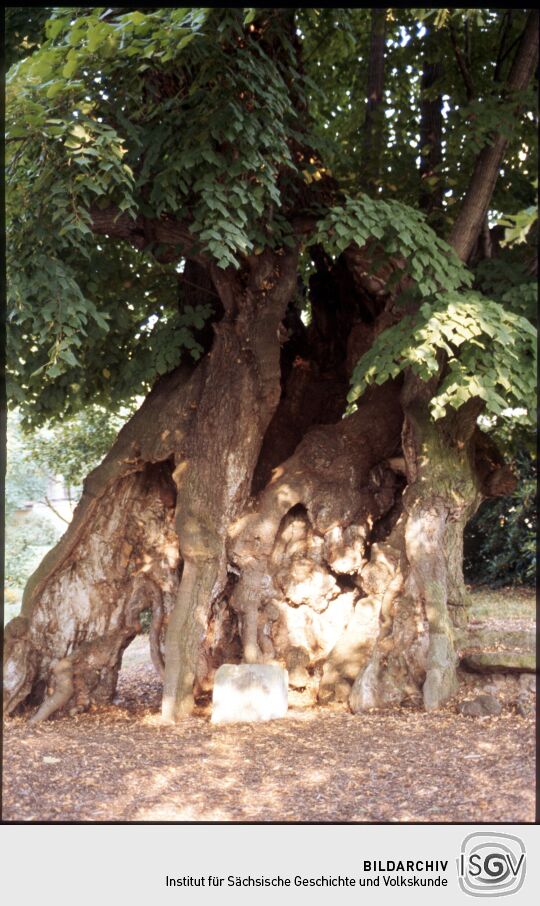 Friedhofslinde in Collm