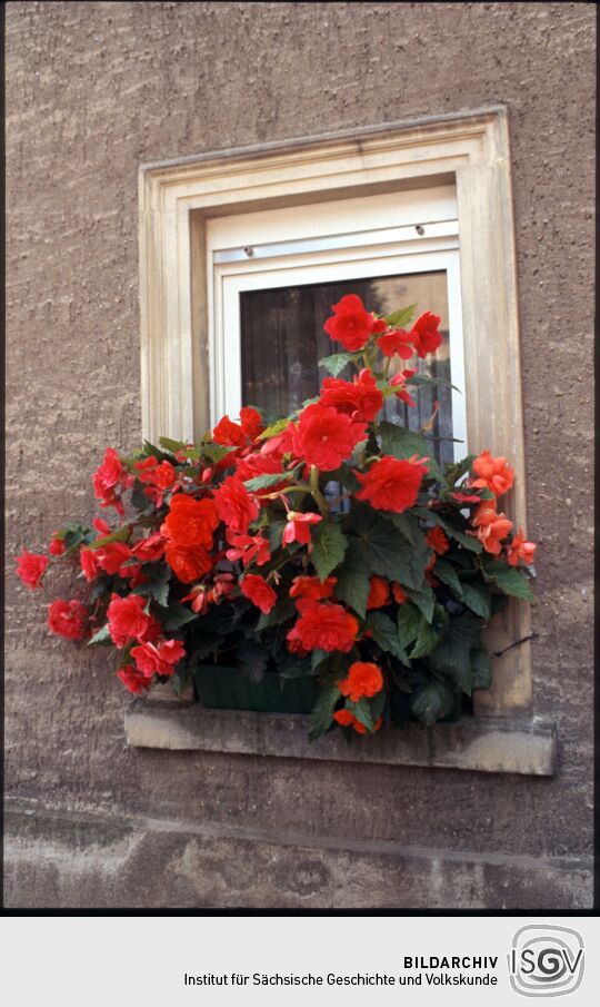 Rote Begonien vor einem Fenster in Collm