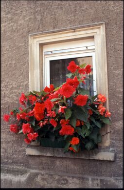 Bild: Rote Begonien vor einem Fenster in Collm