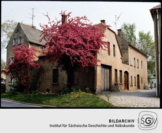 Blühender Kirschbaum Gebäude in Bischorfswerda