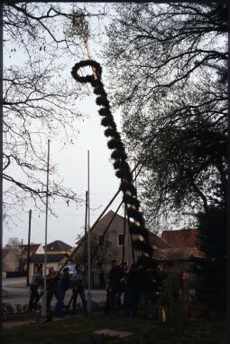 Bild: Aufstellen des Maibaums in Schiedel 1995