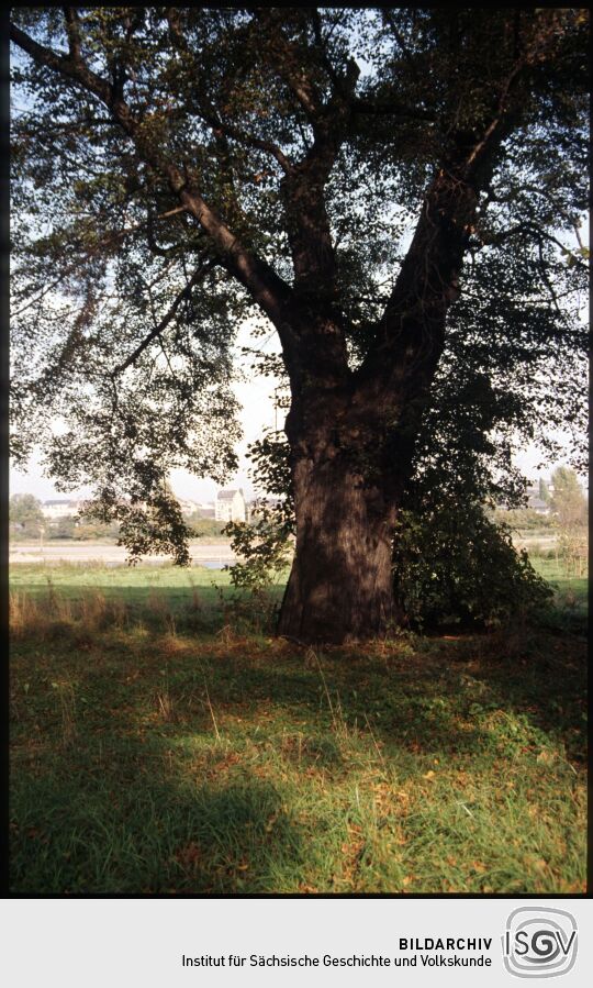 Baum im Ostragehege mit der Elbe und Pieschen im Hintergrund