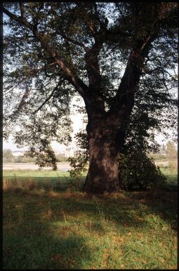 Bild: Baum im Ostragehege mit der Elbe und Pieschen im Hintergrund
