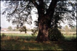 Bild: Baum im Ostragehege mit der Elbe und Pieschen im Hintergrund