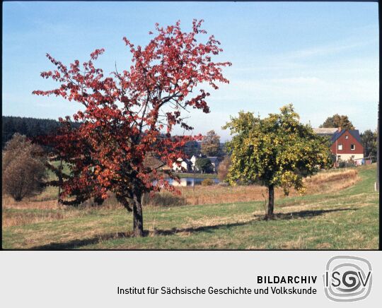 Bäume auf einer Wiese in Landwüst