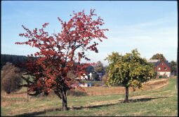 Bild: Bäume auf einer Wiese in Landwüst
