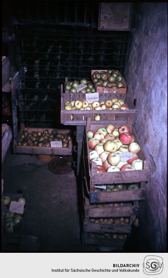 Diverse Apfelsorten mit Beschriftungen in Kisten in einem Keller in Langebrück