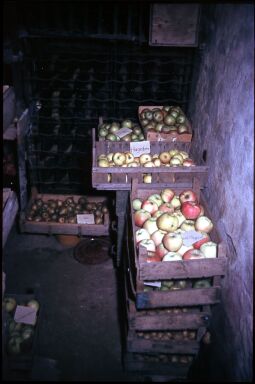 Bild: Diverse Apfelsorten mit Beschriftungen in Kisten in einem Keller in Langebrück