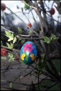 Bild: Ostereier an einem Busch in Stolpen