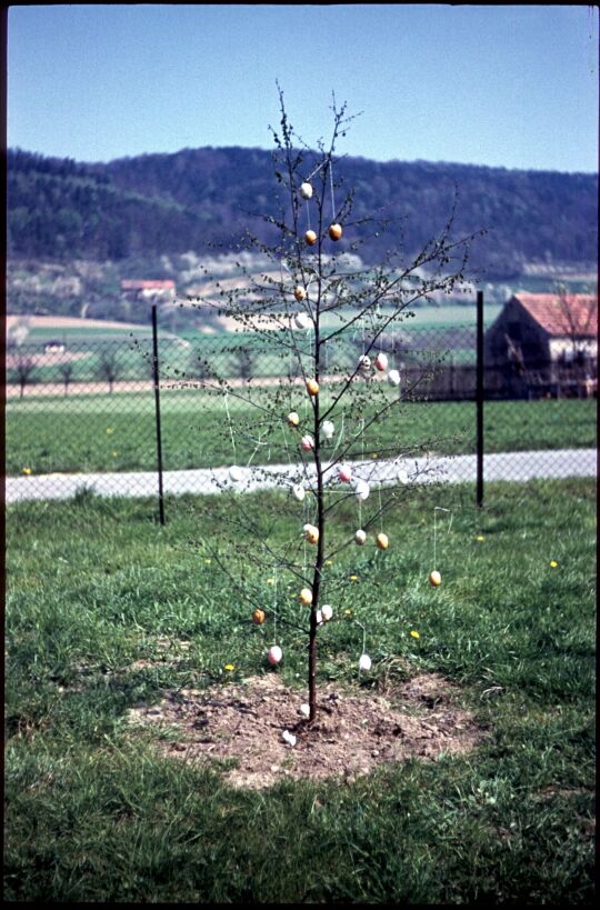Österlich geschmückter junger Baum in Oberpoyritz