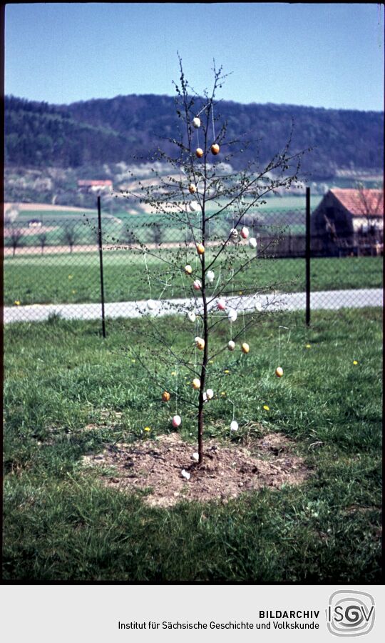 Österlich geschmückter junger Baum in Oberpoyritz