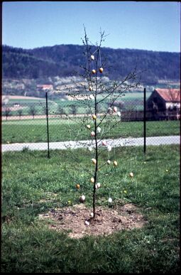 Bild: Österlich geschmückter junger Baum in Oberpoyritz
