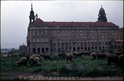 Bild: Weidende Schafe an der Willsdruffer Straße vor der Bebauung an der Ostseite des Altmarkts, der Kreuzkirche und dem Rathaus