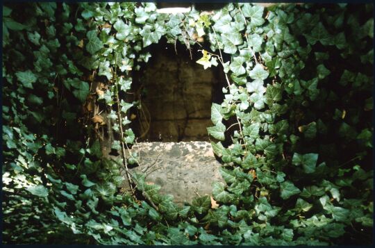 Blick in eine efeuüberwucherte Grabkammer auf dem Eliasfriedhof Dresden