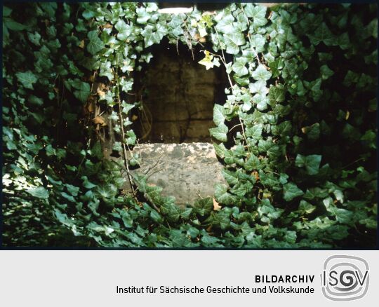 Blick in eine efeuüberwucherte Grabkammer auf dem Eliasfriedhof Dresden