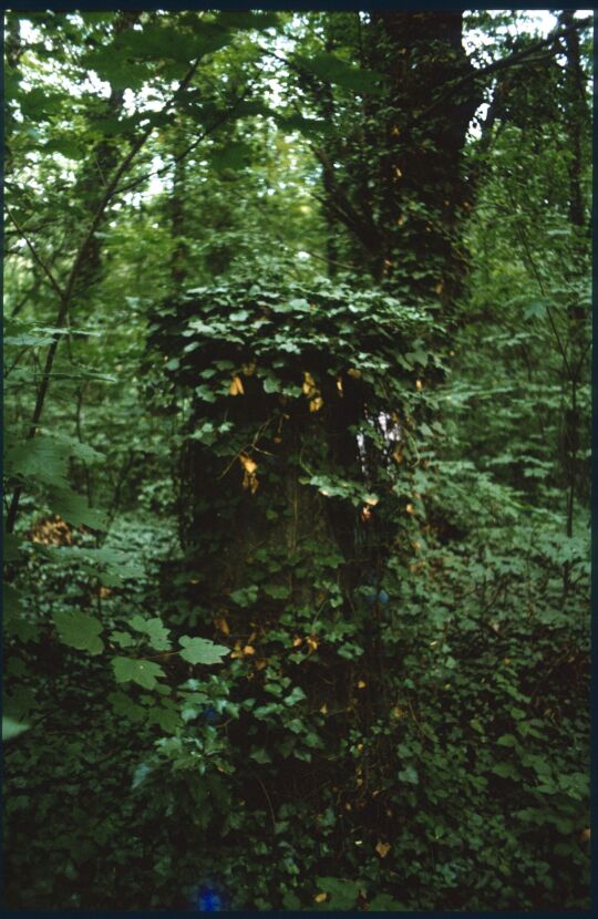 Efeuüberwucherte Gräber auf dem Eliasfriedhof in Dresden