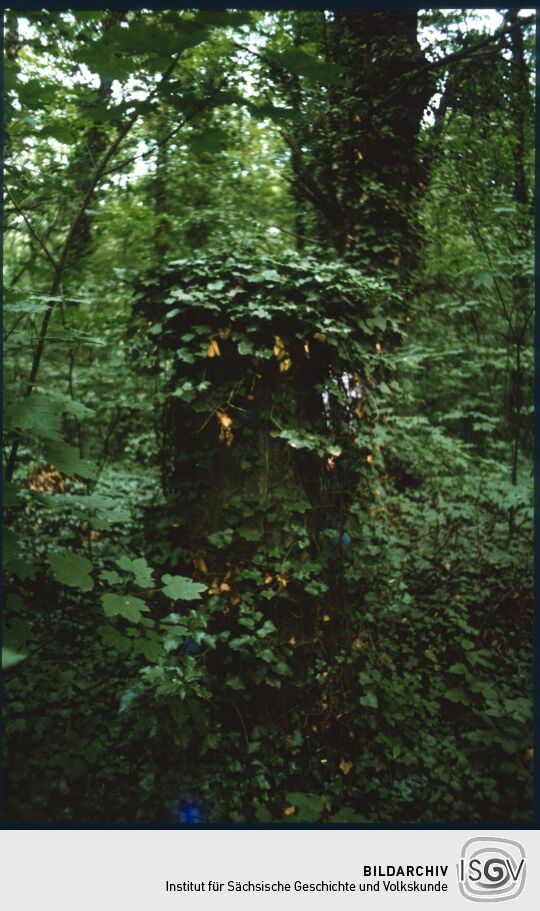 Efeuüberwucherte Gräber auf dem Eliasfriedhof in Dresden
