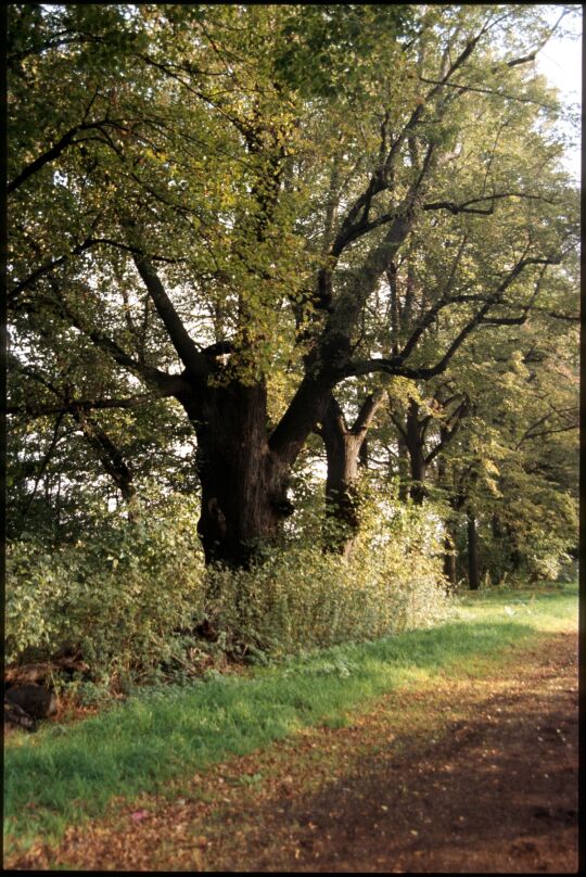 Bäume im Dresdner Ostragehege