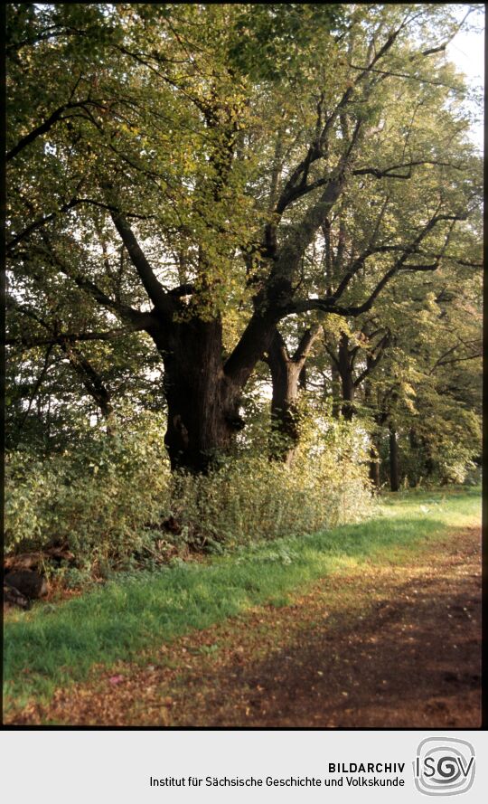 Bäume im Dresdner Ostragehege