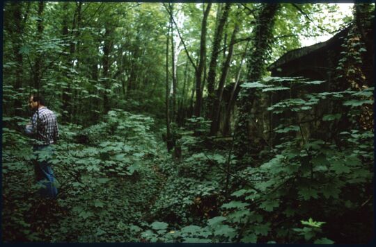 Blick über den überwucherten Eliasfriedhof Dresden