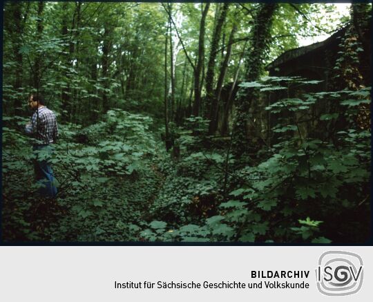 Blick über den überwucherten Eliasfriedhof Dresden
