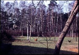 Bild: Ein Garten in Gohrisch mit Hühnern und einem Osterbaum