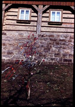 Bild: Ein Osterbaum vor einem Umgebindehaus in Papstdorf