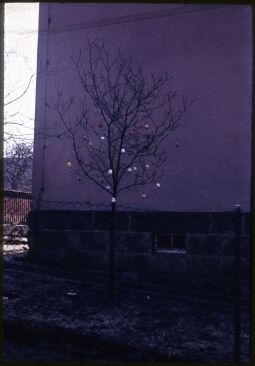 Bild: Osterbäumchen in Neugraupa