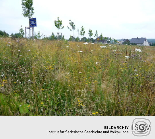 Eine Blumenwiese in Zinnwald, wo einst die Grenzanlgen der DDR standen