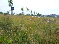 Bild: Eine Blumenwiese in Zinnwald, wo einst die Grenzanlgen der DDR standen