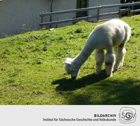 Alpaka auf der Weide in Georgenfeld