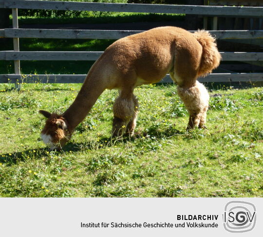 Alpaka auf der Weide in Georgenfeld
