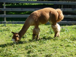 Bild: Alpaka auf der Weide in Georgenfeld
