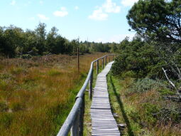 Bild: Grenzsteine am Weg im Schutzgebiet "Georgenfelder Hochmoor"