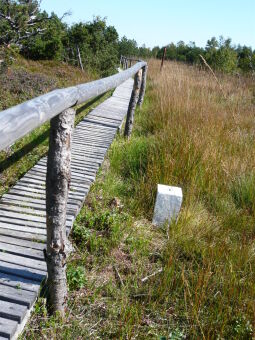 Bild: Grenzsteine am Weg im Schutzgebiet "Georgenfelder Hochmoor"