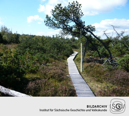 Der Weg im Schutzgebiet "Georgenfelder Hochmoor"