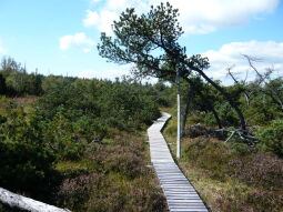 Bild: Der Weg im Schutzgebiet "Georgenfelder Hochmoor"