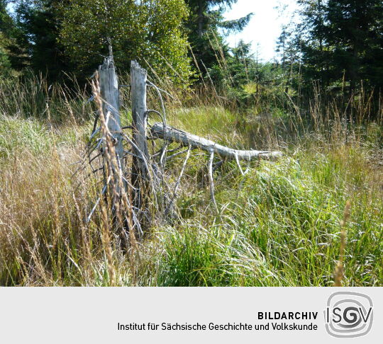 Am Weg im Schutzgebiet "Georgenfelder Hochmoor"